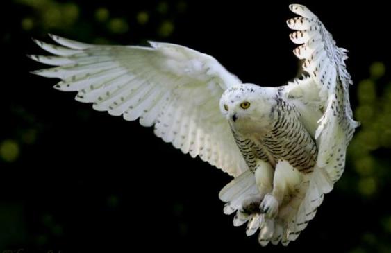 snowy-owl-picture-from-sodahead