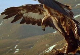 golden_eagle_wingspan-sml